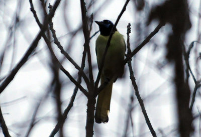 1225cooks365_018greenjays.jpg