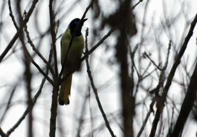 1225cooks365_023greenjay.jpg