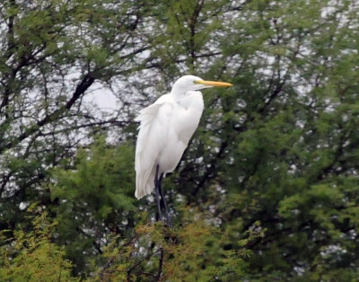 1225cooks365_050greategret.jpg