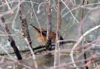 1225cooks365_058marshwren.jpg