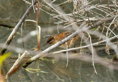 1225cooks365_064marshwren.jpg
