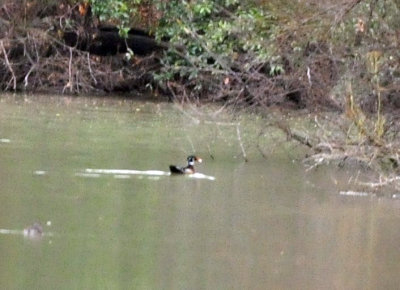 1225cooks365_086woodduck.jpg