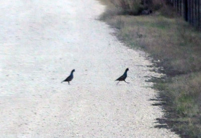 1225cooks365_111scaledquail.jpg