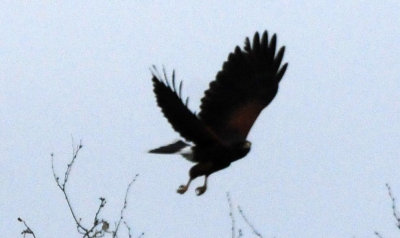 1225cooks365_144harrishawk.jpg