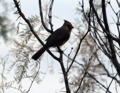 1225cooks365_180pyrrhuloxia.jpg