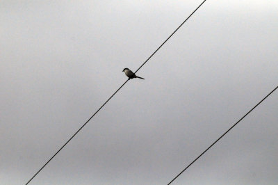 1225cooks365_185loggerheadshrike.jpg