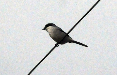 1225cooks365_186loggerheadshrike.jpg