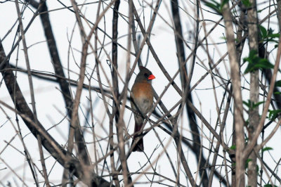 1228county_013ncardinal.jpg