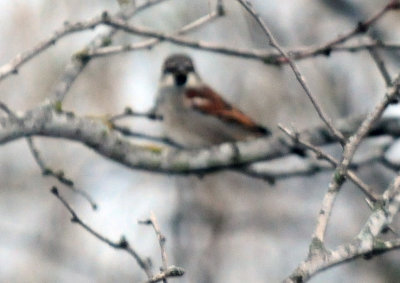1228county_014housesparrow.jpg
