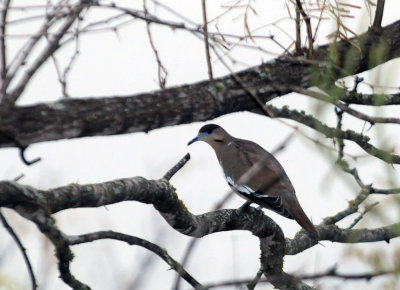 1228county_016whitewingeddove.jpg