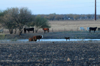 1229county_015farm.jpg