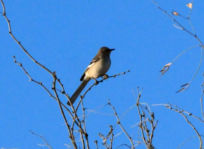 1229county_017nmockingbird.jpg