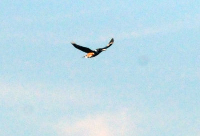 1229county_043beltedkingfisher.jpg