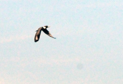 1229county_044beltedkingfisher.jpg