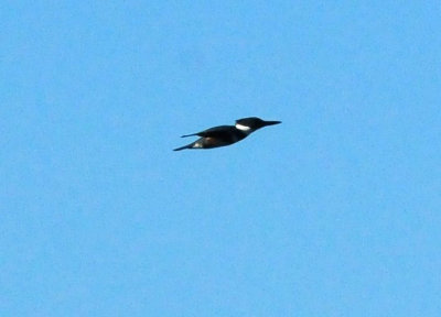 1229county_047beltedkingfisher.jpg