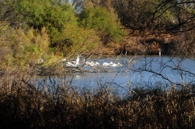 1229county_057birdsofafeather.jpg