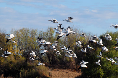 1229county_073birdsofafeather.jpg