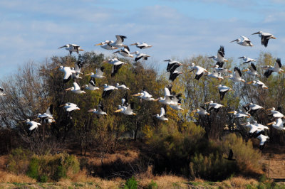1229county_074birdsofafeather.jpg