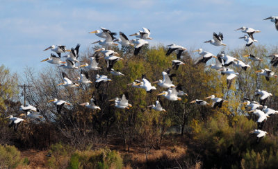 1229county_075birdsofafeather.jpg