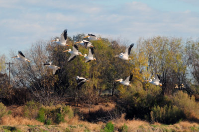 1229county_083birdsofafeather.jpg