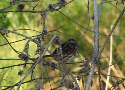 1229county_086sparrow.jpg