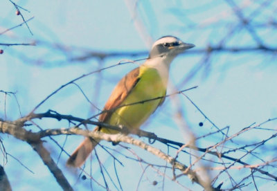 1229county_101greatkiskadee.jpg