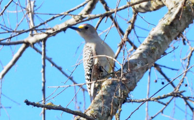 1229county_103goldenfronted.jpg