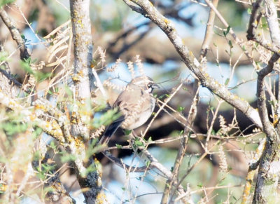 1229county_110blackthroatedsparrow.jpg