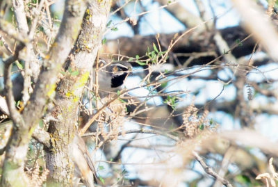 1229county_111blackthroatedsparrowzzzzzz.jpg