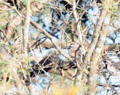 1229county_117blackthroatedsparrow.jpg