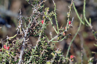 1229county_125christmascactus.jpg