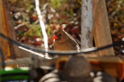 1229yard_006ncardinal.jpg