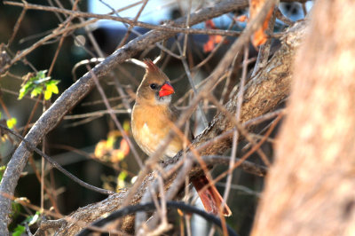 1229yard_013ncardinal.jpg