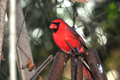 1229yard_023ncardinal.jpg