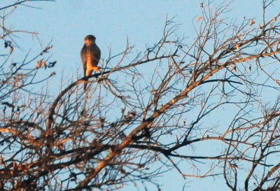1230county_021merlin.jpg