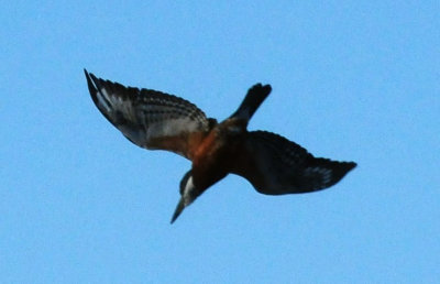 1230county_050ringedkingfisher.jpg