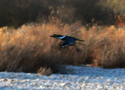 1230county_062ringedkingfisher.jpg