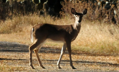 1230county_080deer.jpg