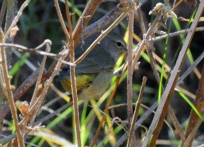 1230county_094orangecrownedwarbler.jpg