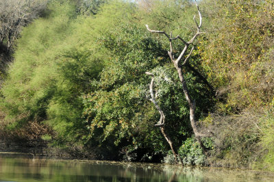 1230county_106magic_tree.jpg