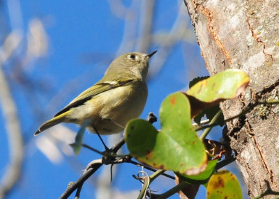 1230county_128rubycrownedkinglet.jpg