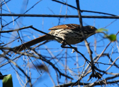 1230county_142longbilledthrasher.jpg