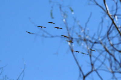 1230county_153sandhillcranes.jpg