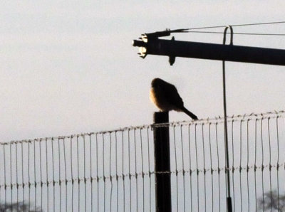 1231_010merlin.jpg