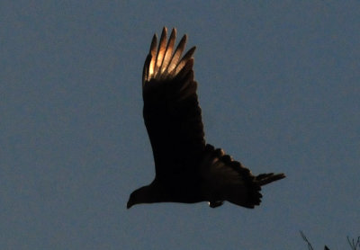 1231_019crestedcaracara.jpg