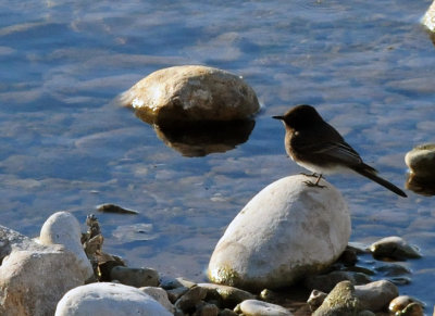 1231_031blackphoebe.jpg