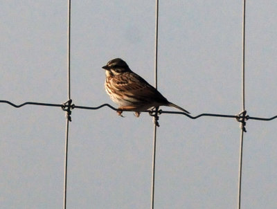1231_086sparrow.jpg
