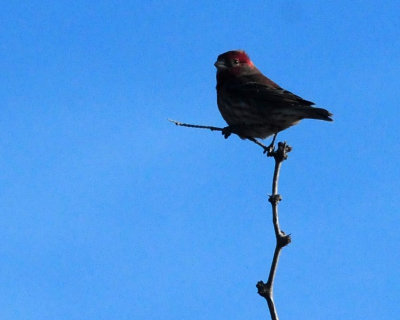 1231_118housefinch.jpg