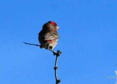 1231_120housefinch.jpg