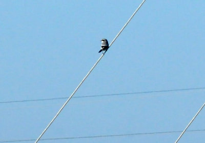 g12/63/778763/3/170354525.sCET9N4H.jpg
